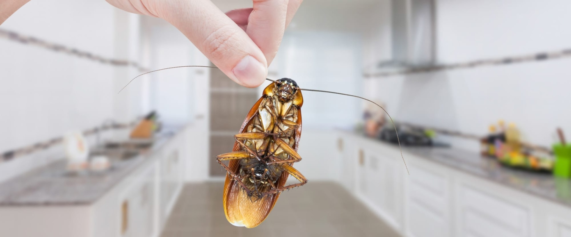 What is the best way to prevent and control pests?