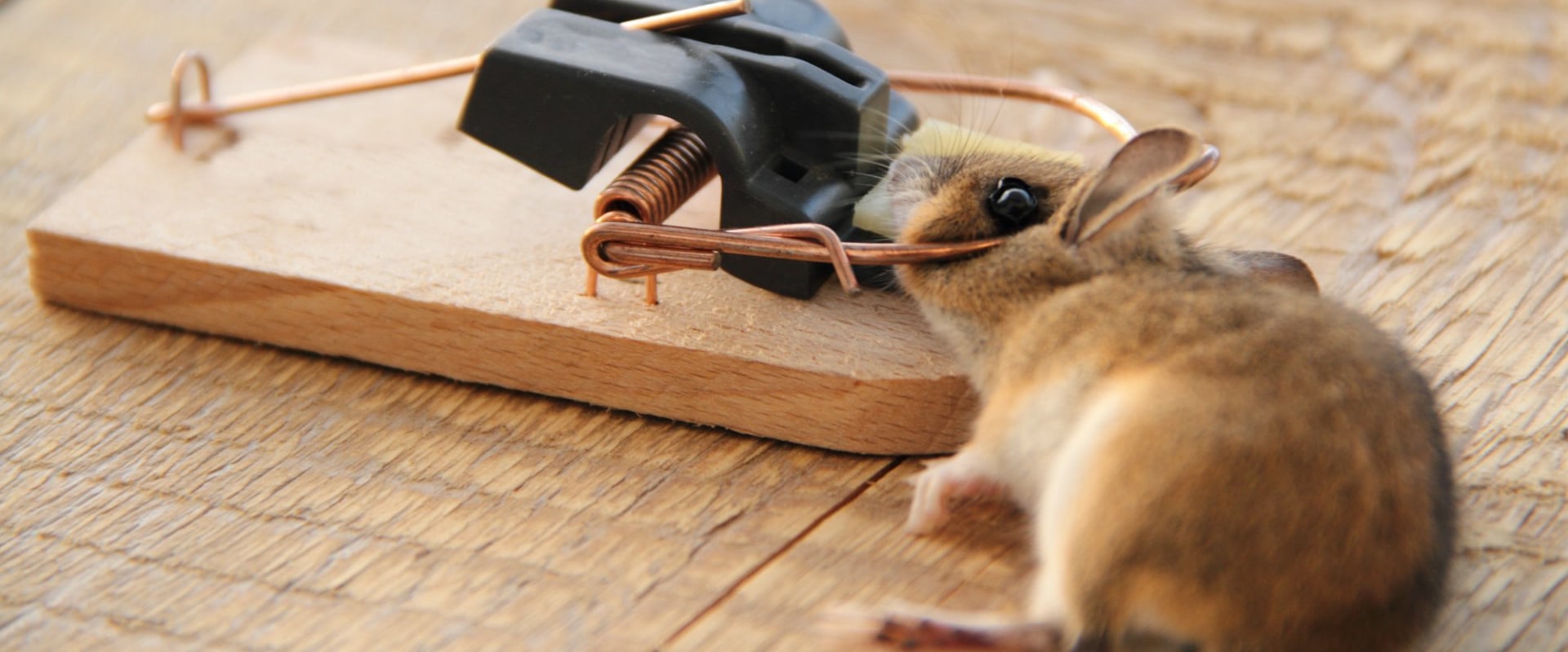 How do professionals get rid of rodents?