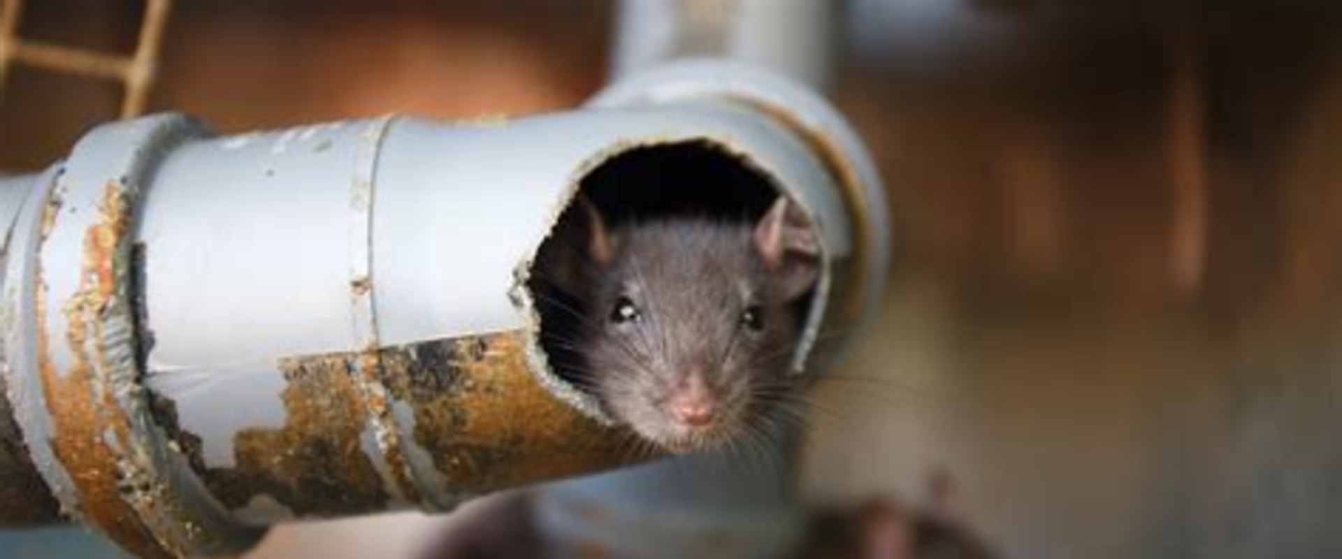 Rodent Control and the Subtle Role of Plumbing System Awareness
