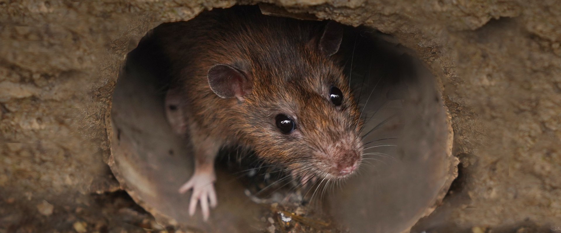 What do rodents hate the most?