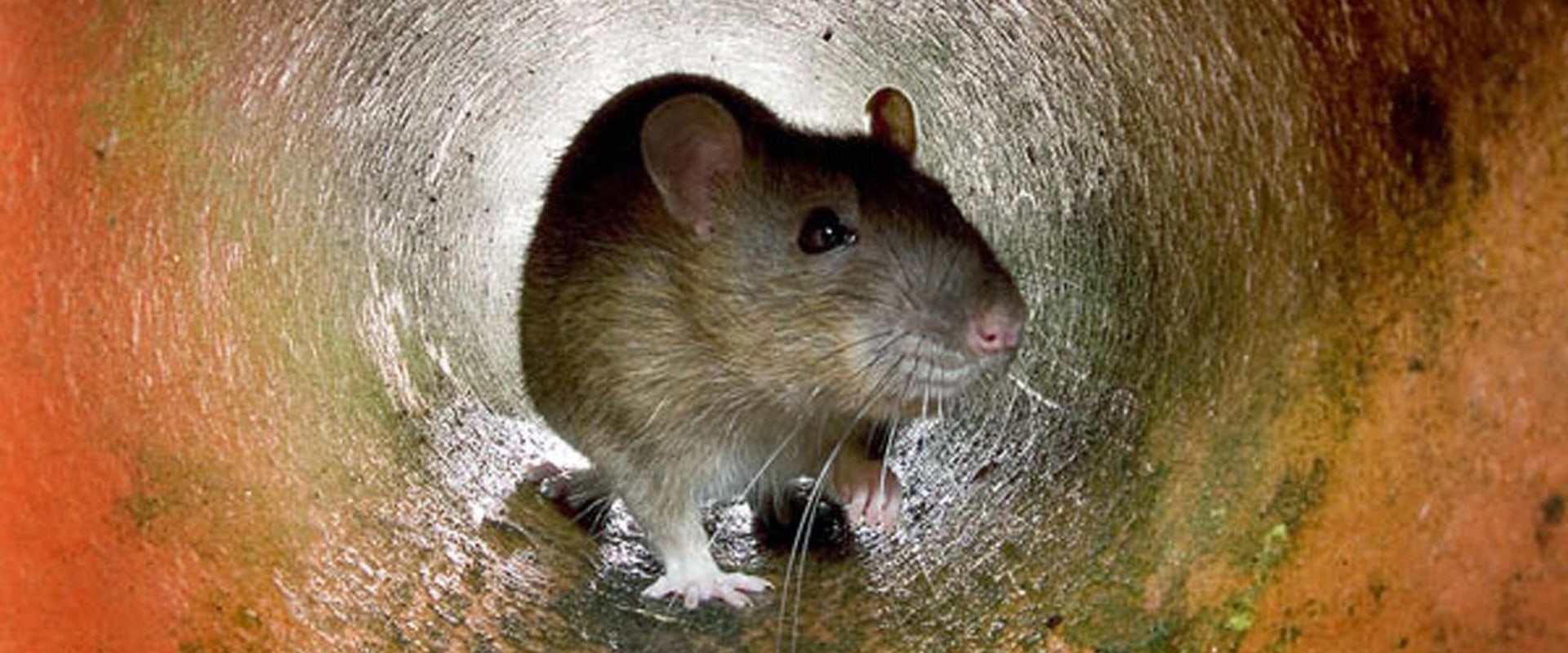 Why Rodent Control Requires Different Approaches for Urban vs. Rural Areas
