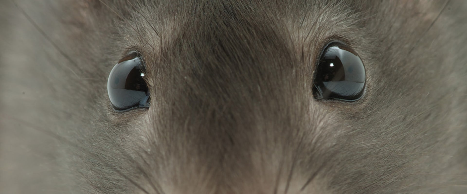 What scent will keep rodents away?