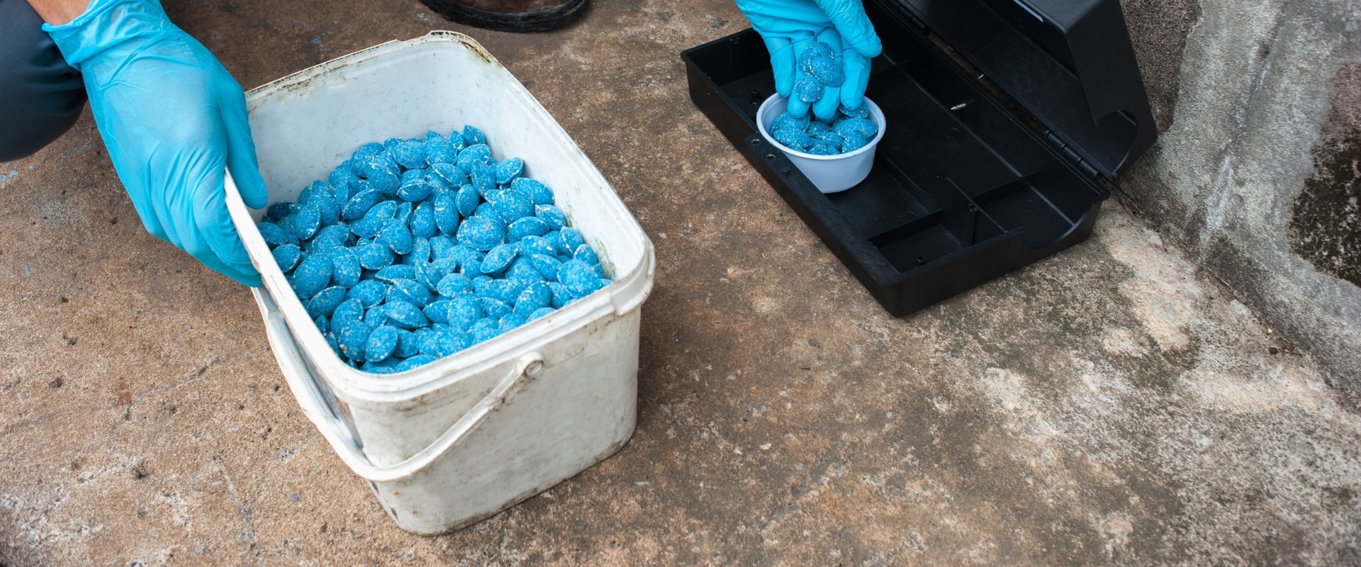 What do professional exterminators use for rats?
