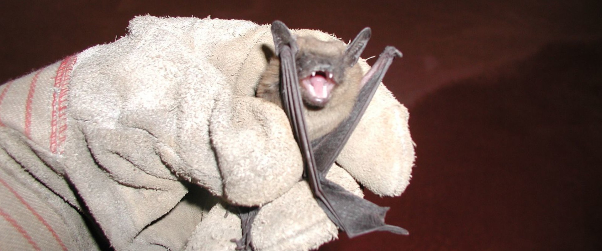 Keeping Bats And Rodents Out Of Your Montgomery, Texas Home