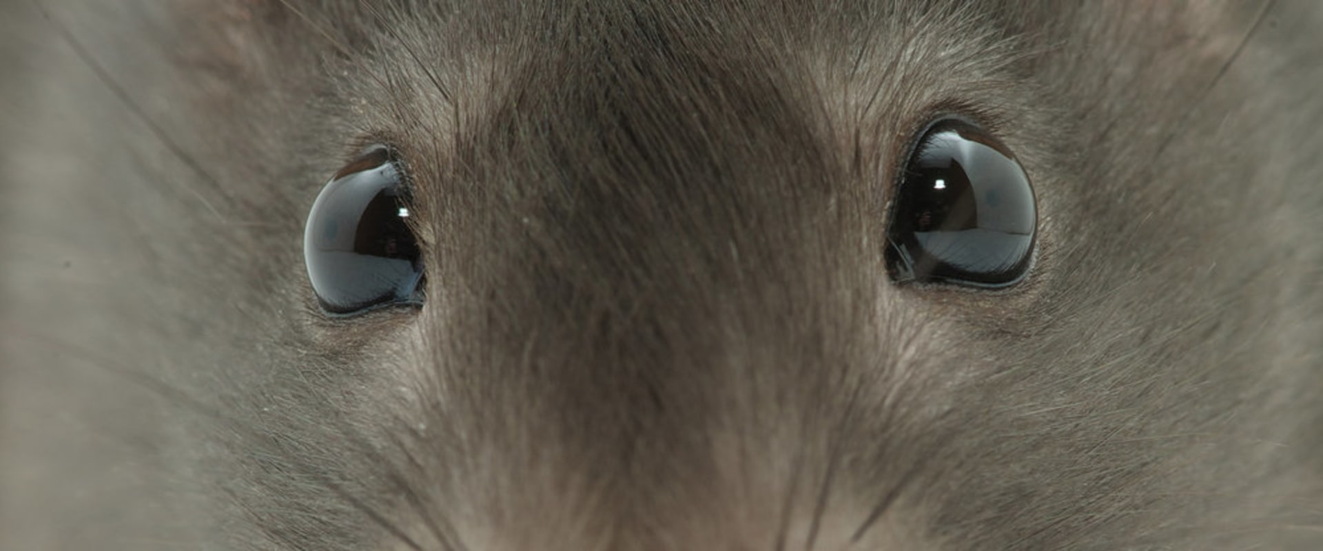 What scents will keep rats away?