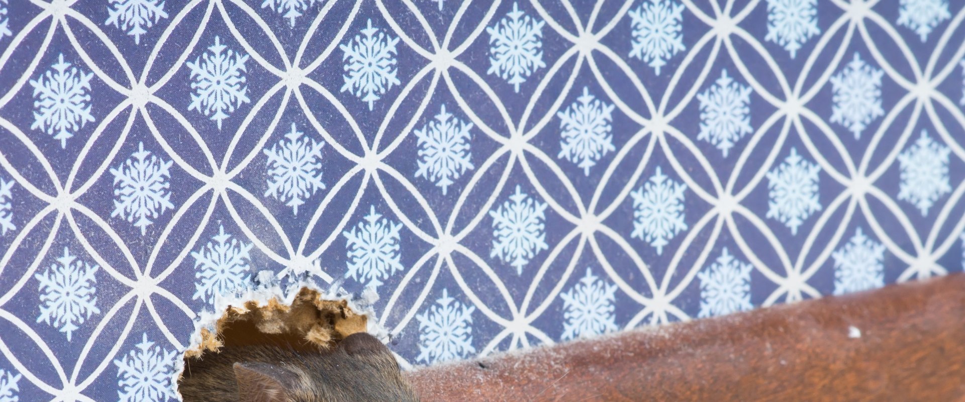 What keeps rodents away from your house?