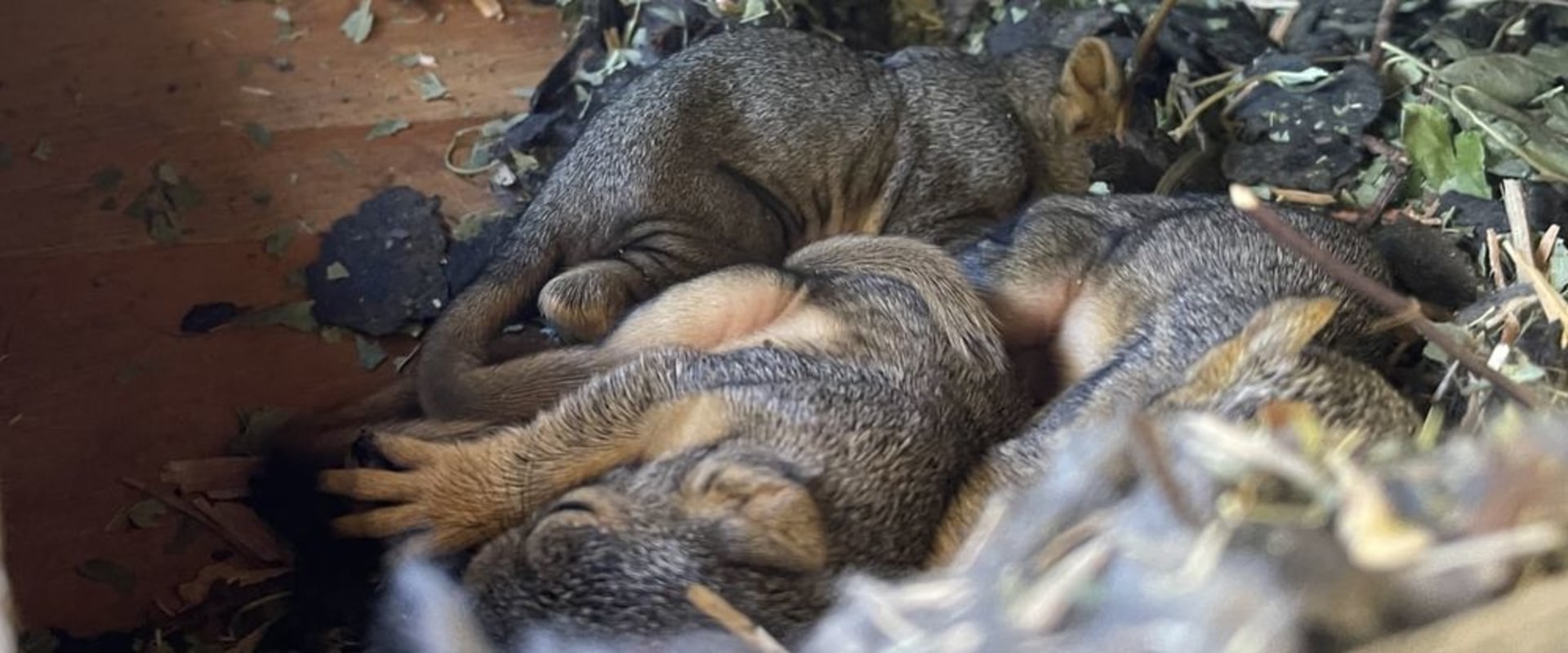 Rodent Control In Rocklin, CA: How Wildlife Removal Services Can Save The Day