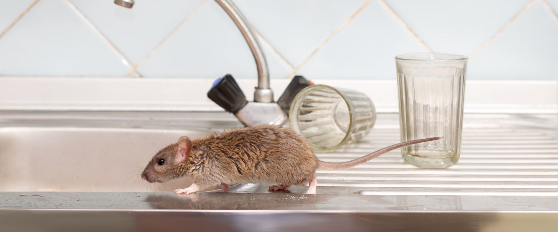 Rid Your Home Of Unwanted Guests: The Ultimate Guide To Rodent Control In Calgary