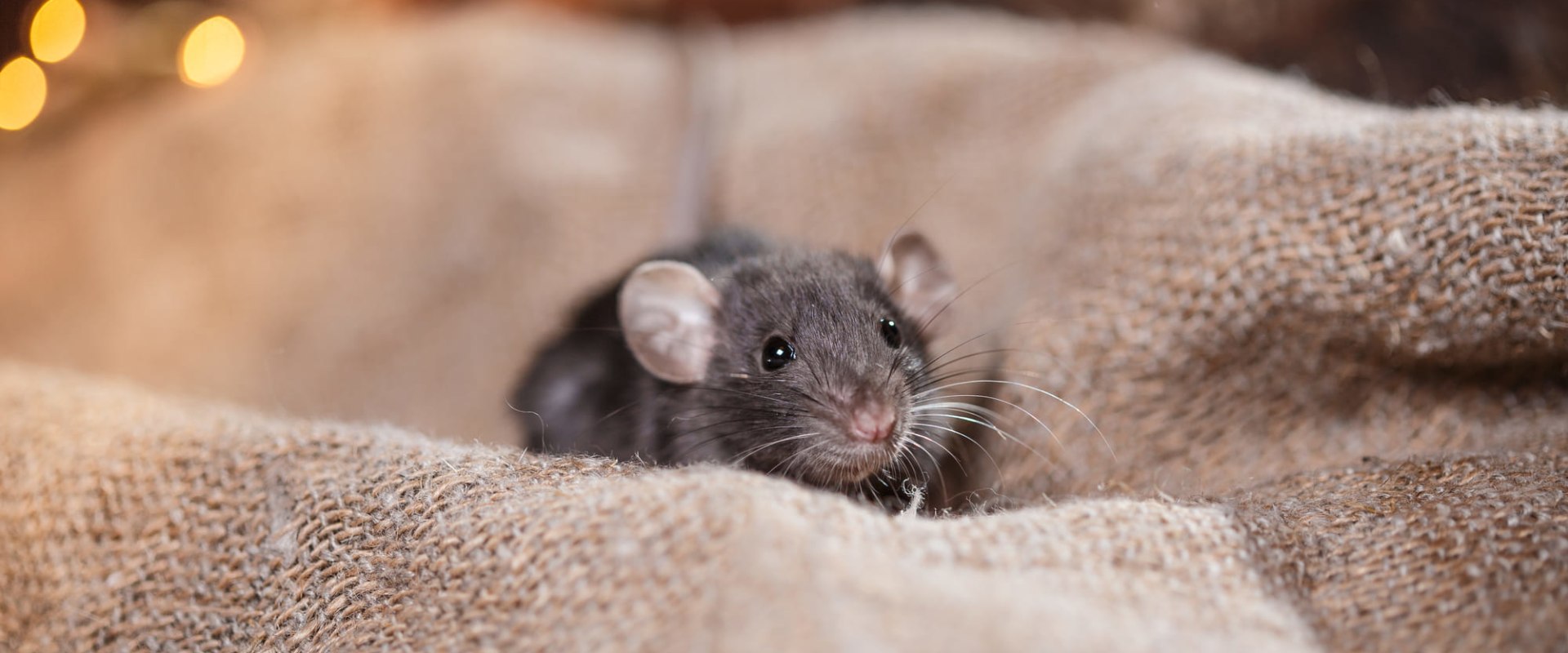 What smell will keep rodents away?