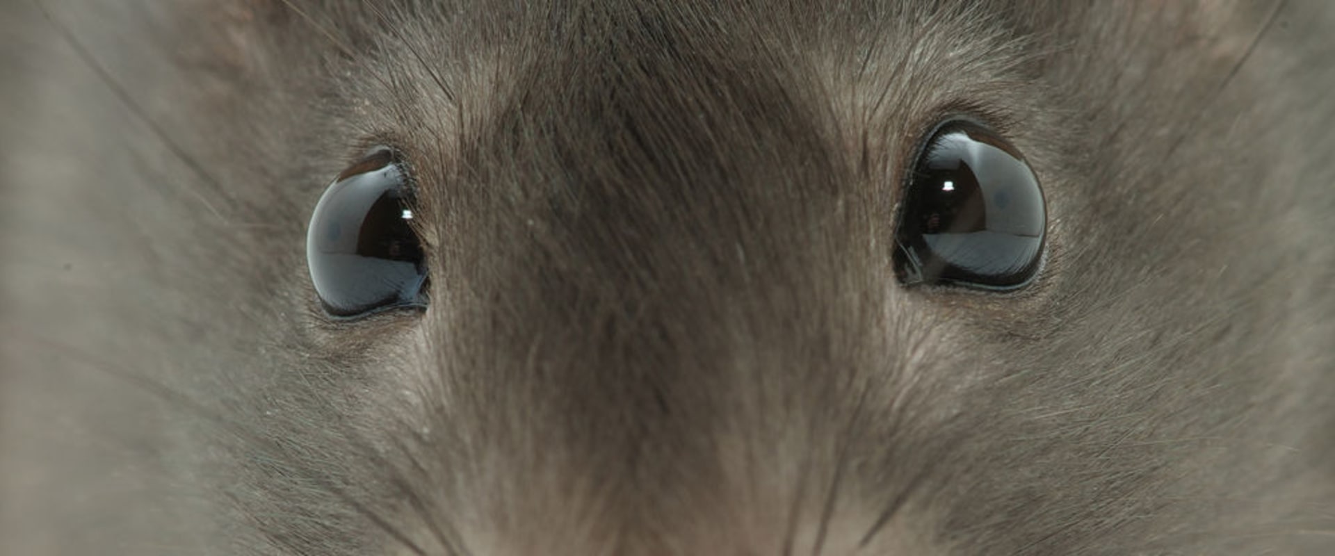 What scent will keep rats away?