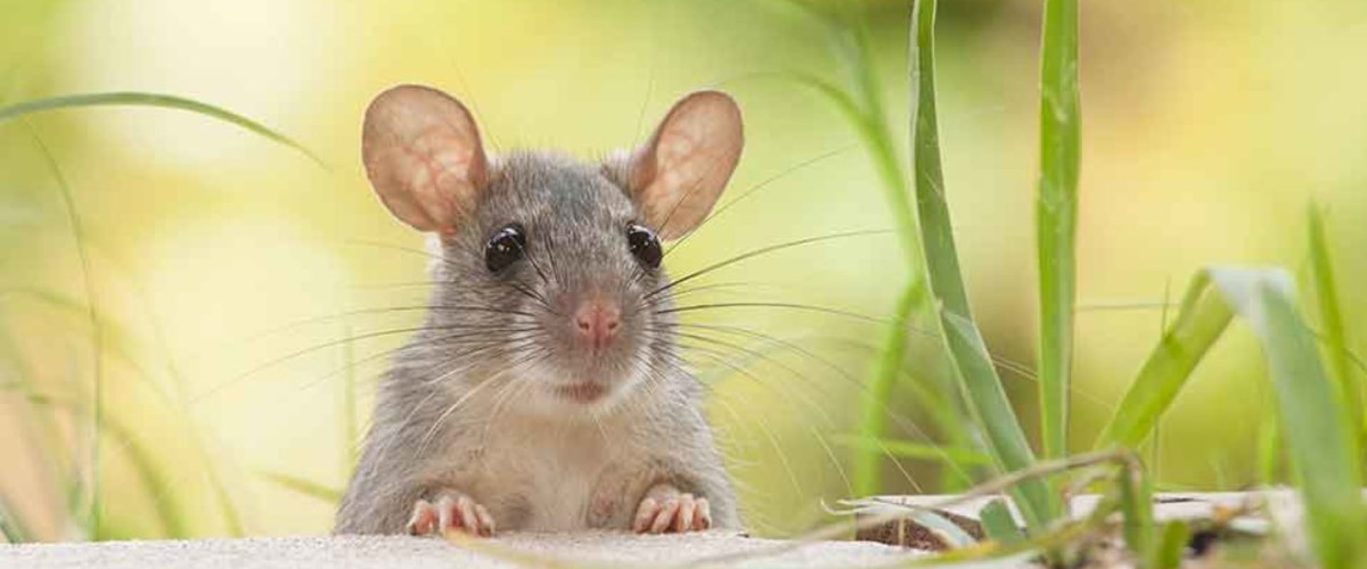 What is the best rodent deterrent?