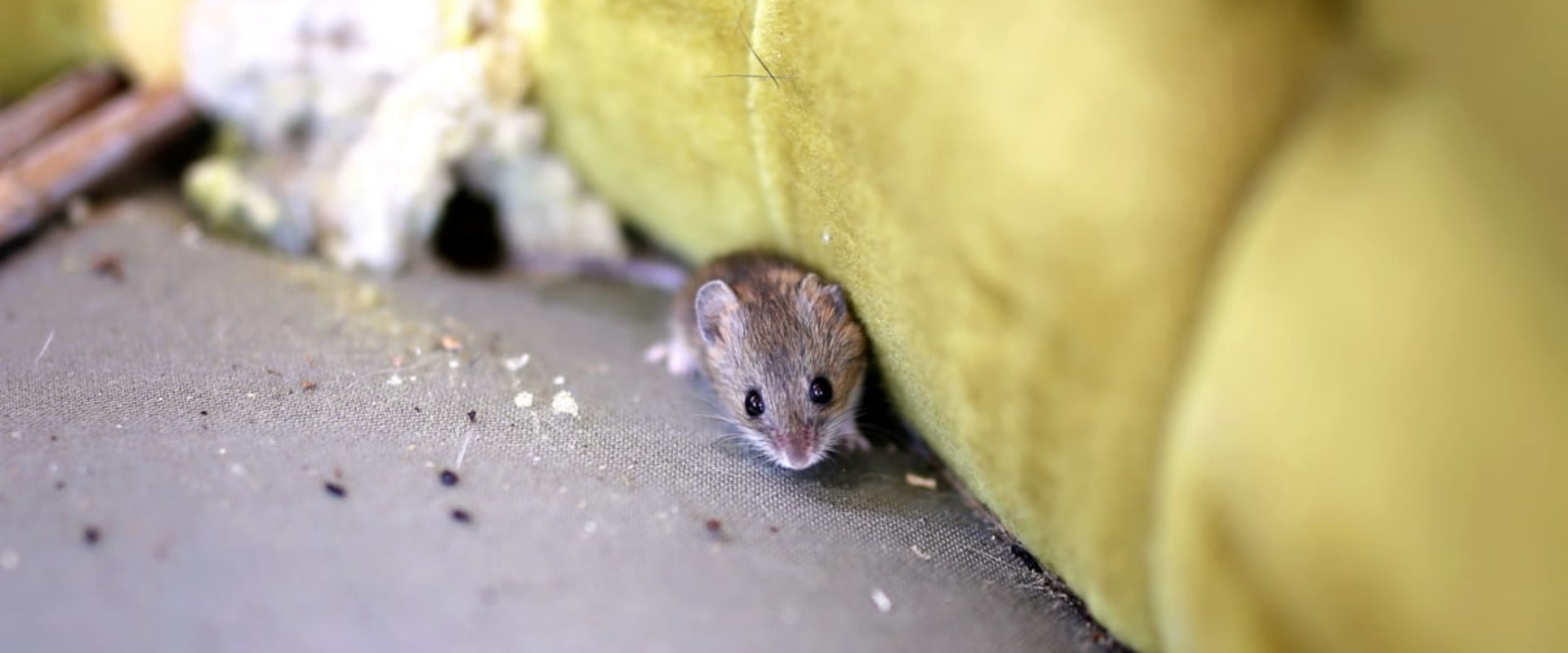 What can i put down to keep rodents away?