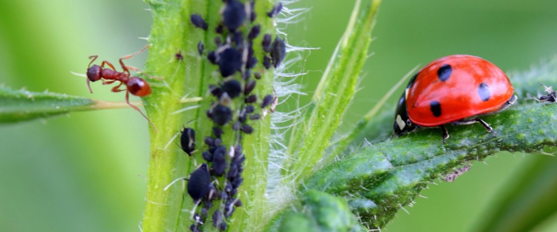 How do you control pests?