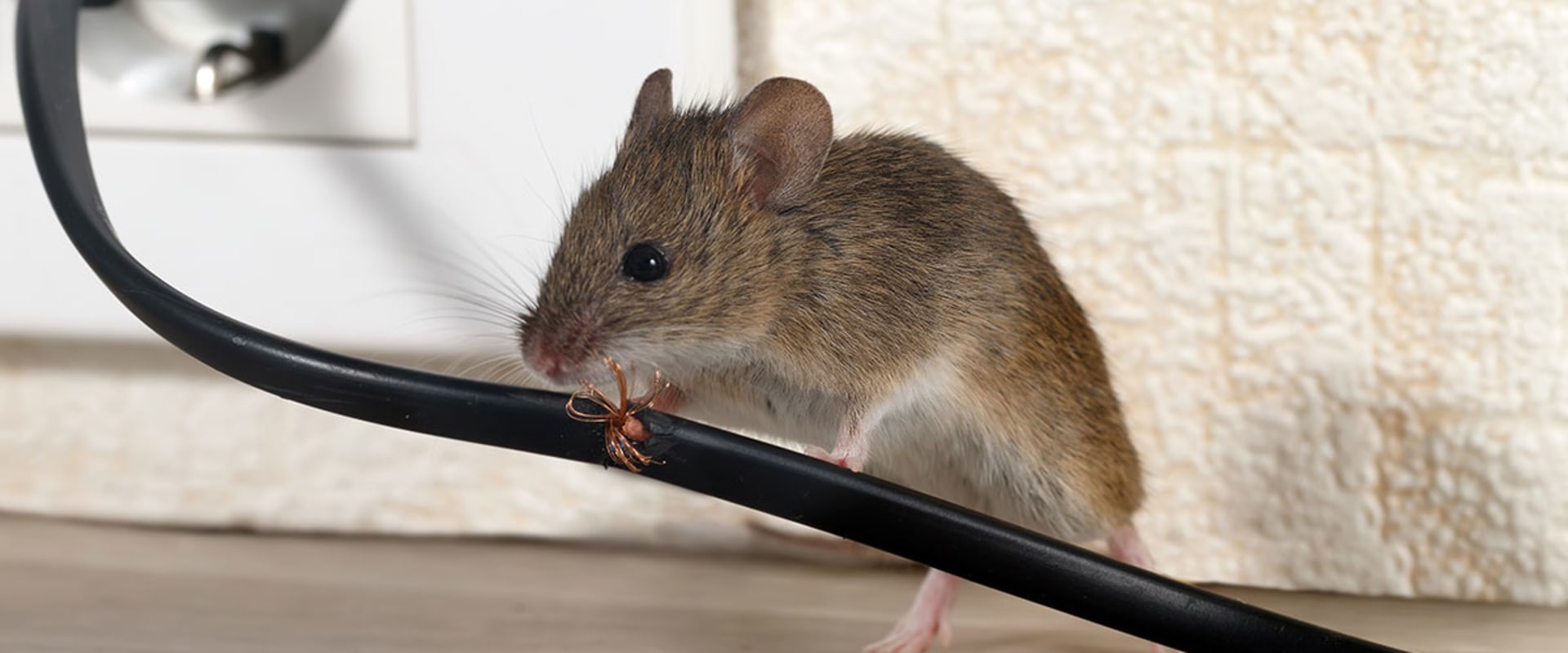 Why do we need to control rodents?