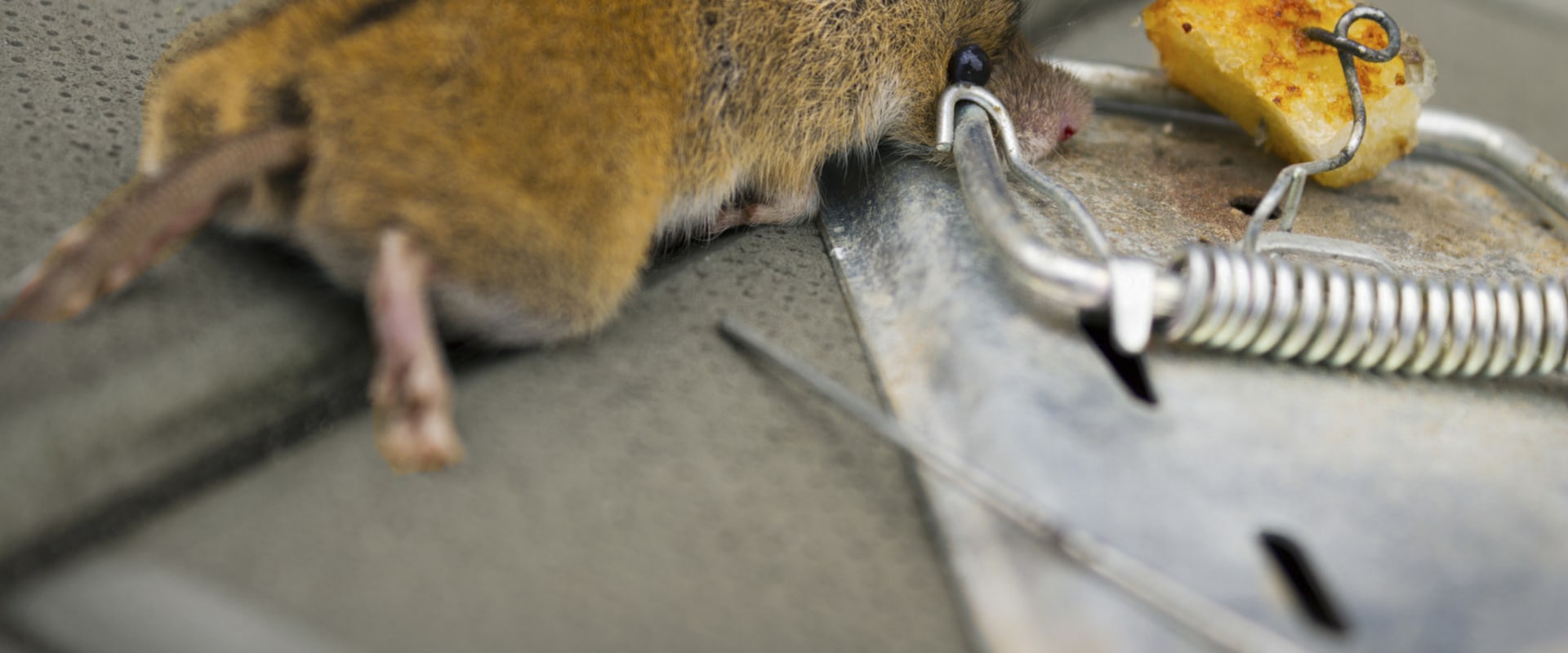 The Cost Of Using A Rodent Control Services In Dallas