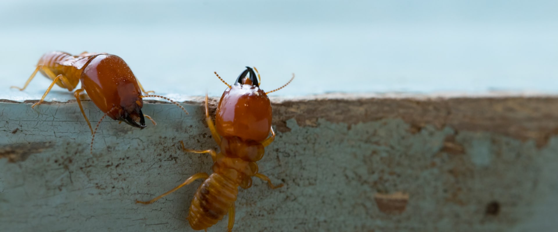 Protecting Your Home: Pest Treatment Services In Fayetteville, GA and Rodent Control Solutions