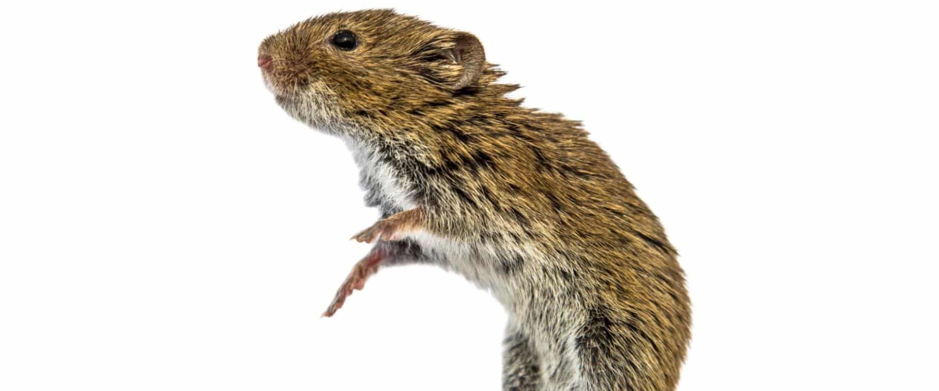 Vole Removal In Nashville: A Key Step In Complete Rodent Control