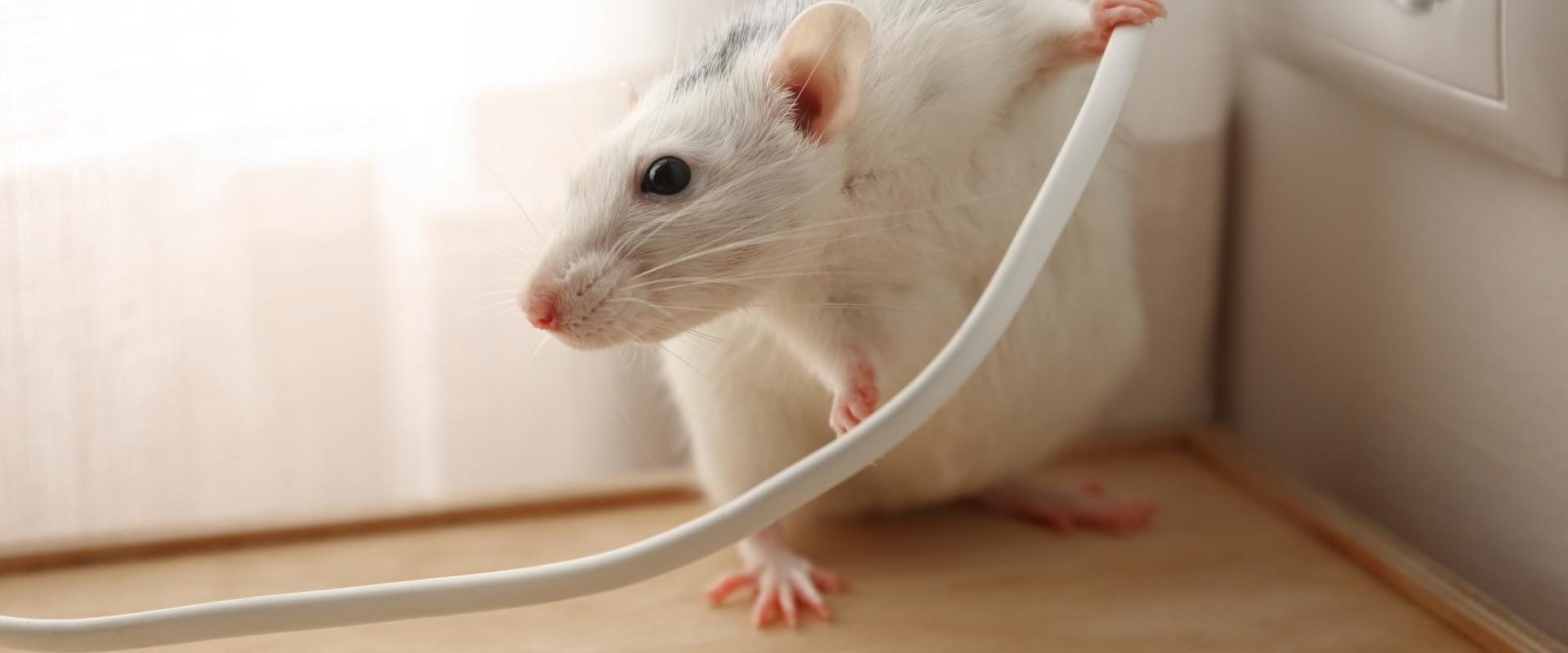 Do electronic rodent repellers really work?