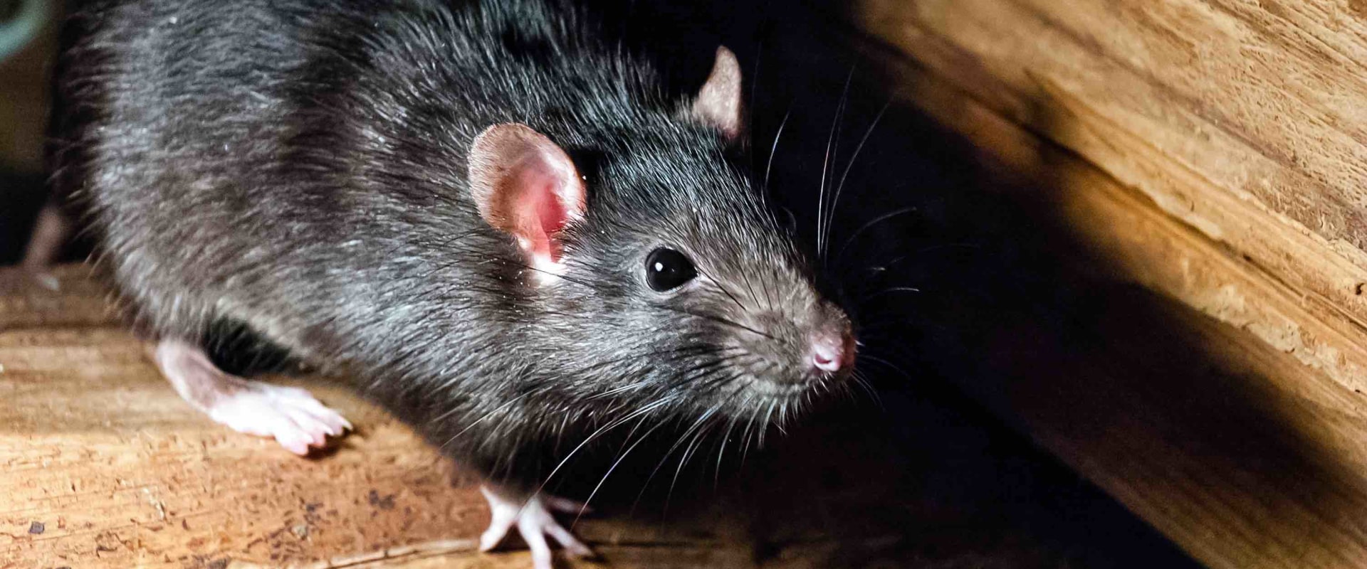 What do you need to control rodents and other pests?