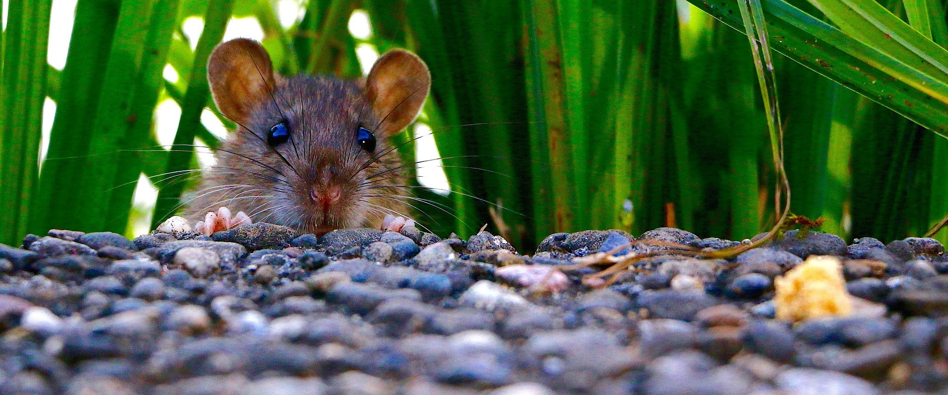 What smells will keep mice away?