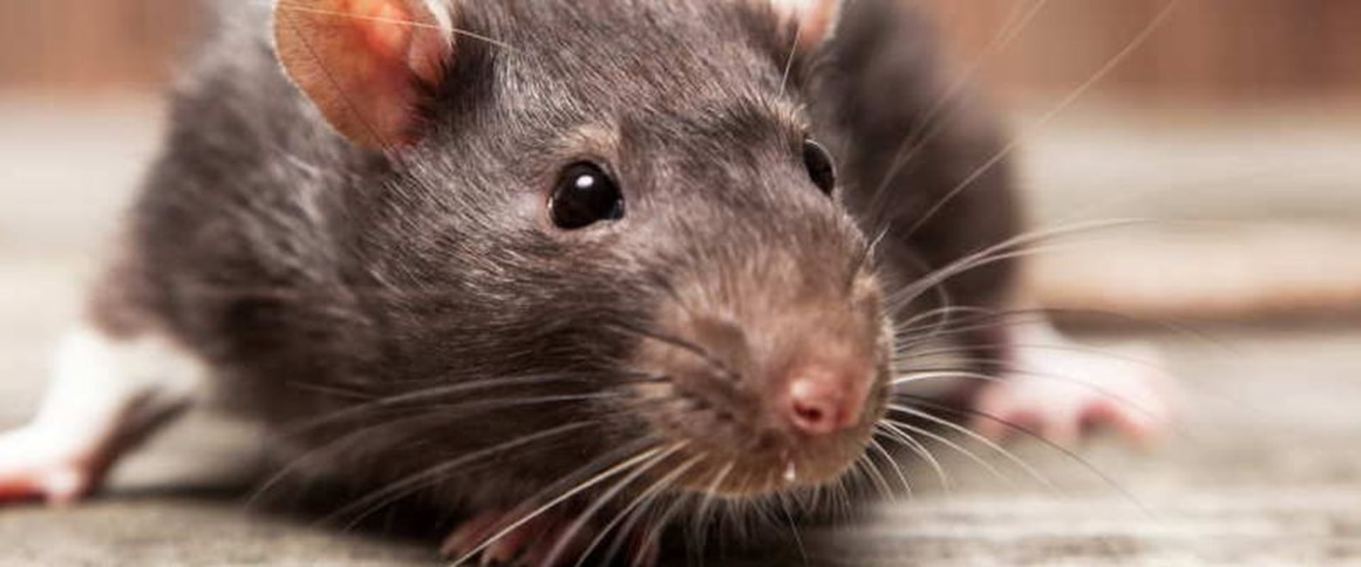Rodents In Greenbelt: A Critical Reason To Take Pest Control Seriously