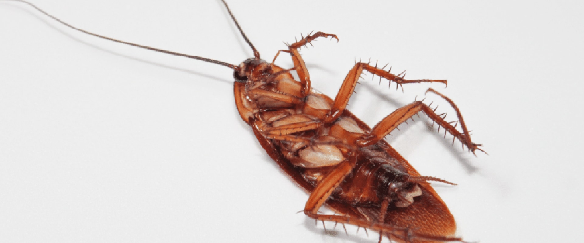 How long does it take pest control to get rid of roaches?