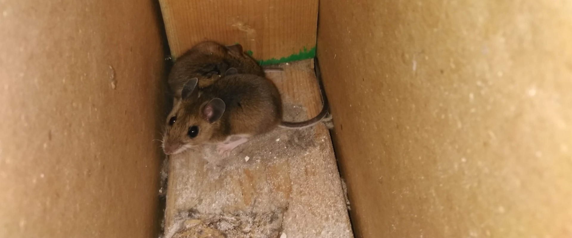 Why Ignoring Rodent Control Leads to Repeated HVAC Breakdowns