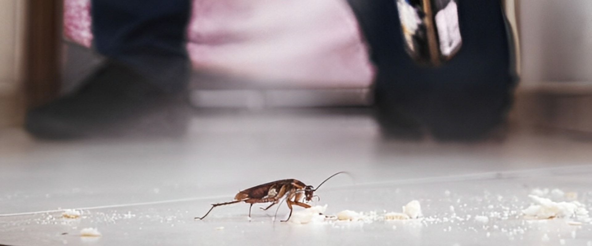 Rodent Control In Oahu That Combines Efficiency With Safety