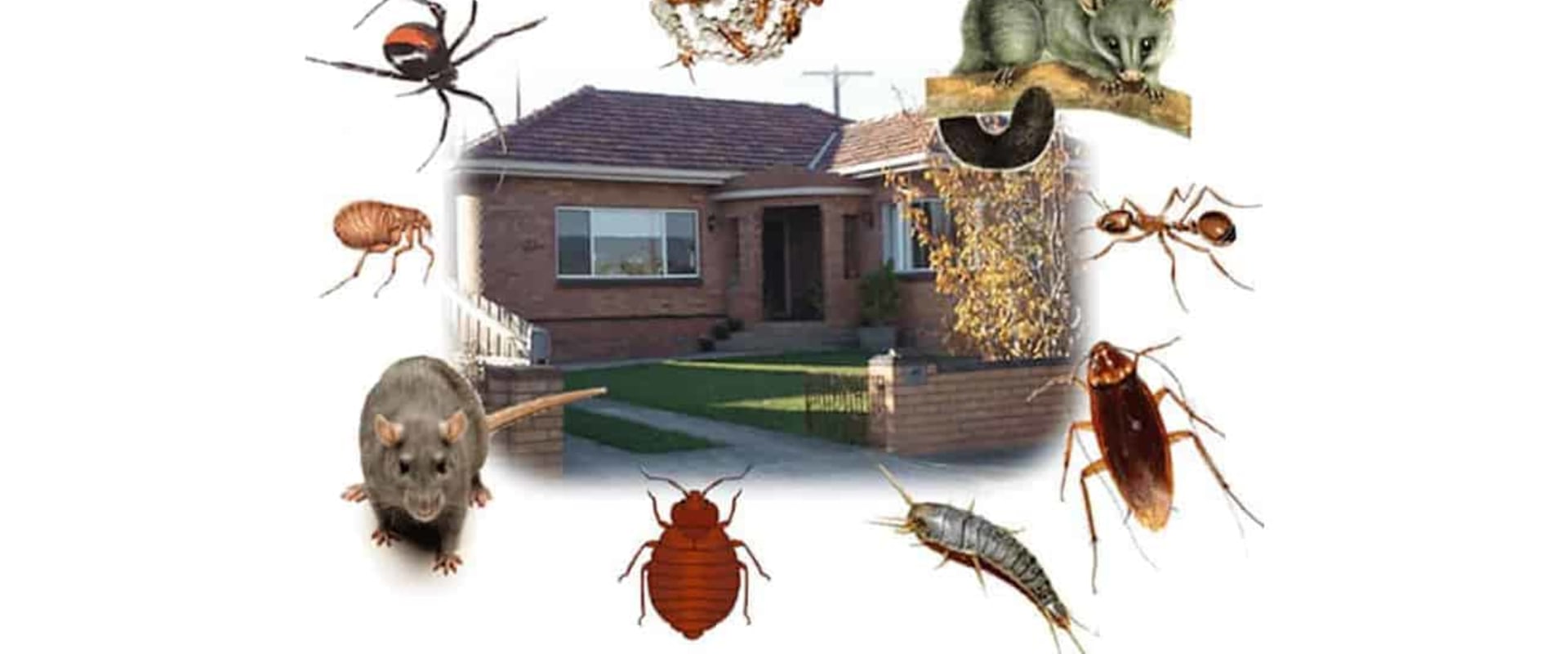 Which pest control?