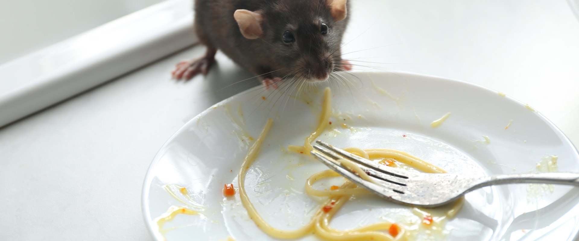 What are the ways of controlling rodents?
