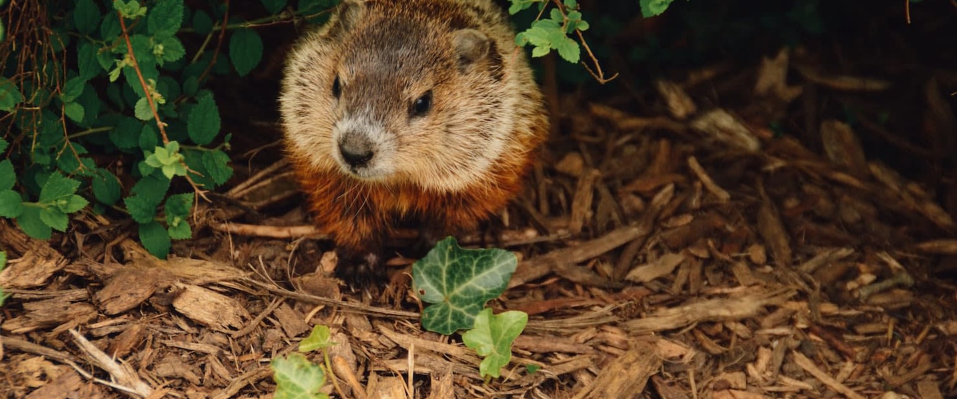 Why Groundhog Removal Is Essential For Comprehensive Rodent Control In Murfreesboro, TN