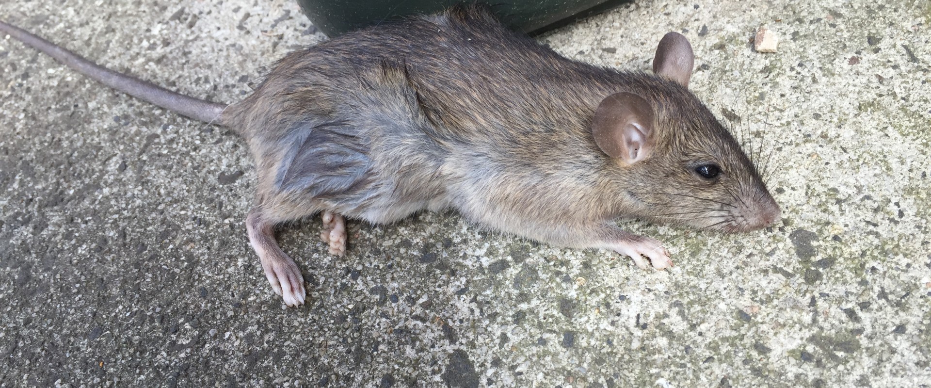 How much for rodent pest control?
