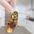 What is the best way to prevent and control pests?