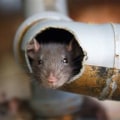 Rodent Control and the Subtle Role of Plumbing System Awareness