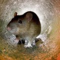 Why Rodent Control Requires Different Approaches for Urban vs. Rural Areas