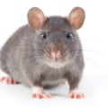 What smell do rats hate the most?