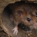 What smell do rodents hate the most?