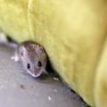 How do you keep rodents and bugs out of your house?