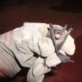 Keeping Bats And Rodents Out Of Your Montgomery, Texas Home