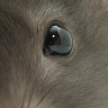 What scents will keep rats away?
