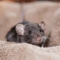 What smell will keep rodents away?