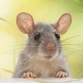 What is the best rodent deterrent?
