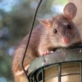 Rodent Control In Beaver Falls: Why Your Business Needs A Commercial Pest Control Plan