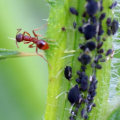 How do you control pests?