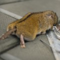The Cost Of Using A Rodent Control Services In Dallas