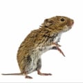 Vole Removal In Nashville: A Key Step In Complete Rodent Control