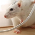 Do electronic rodent repellers really work?