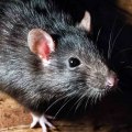 What do you need to control rodents and other pests?