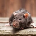 Rodents In Greenbelt: A Critical Reason To Take Pest Control Seriously