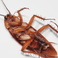 How long does it take pest control to get rid of roaches?